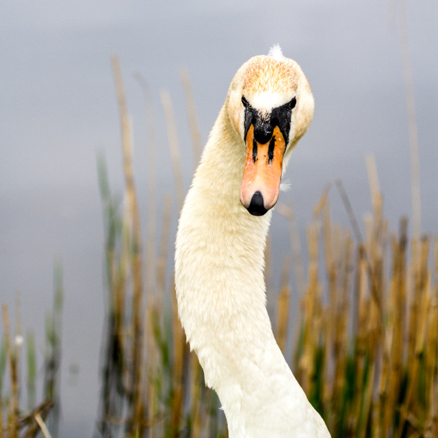 "Mute Swan" stock image