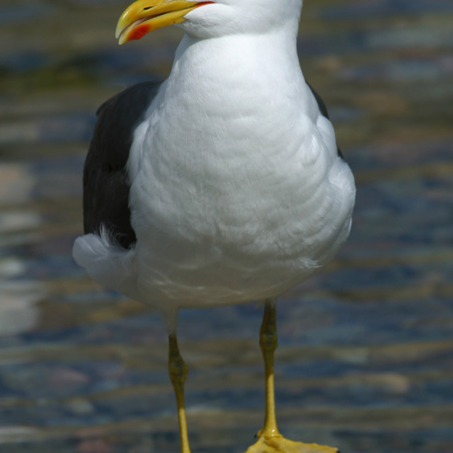 "Large Herring Gull on a Rock" stock image