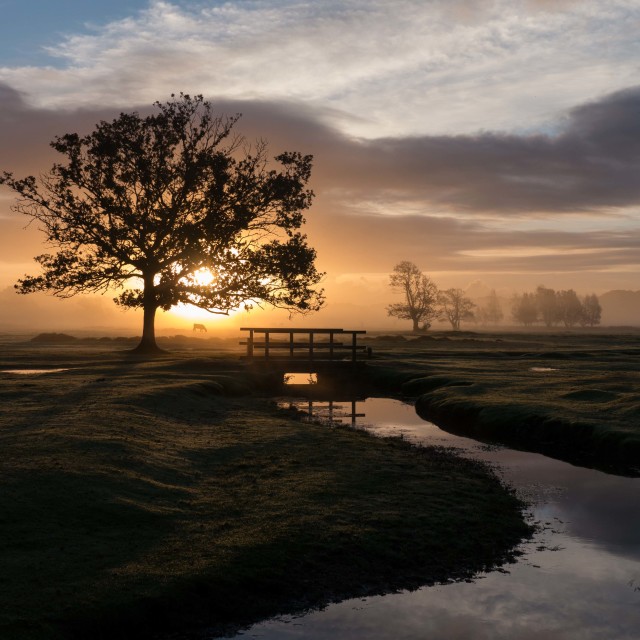 "Sunrise at Longwater Lawn" stock image