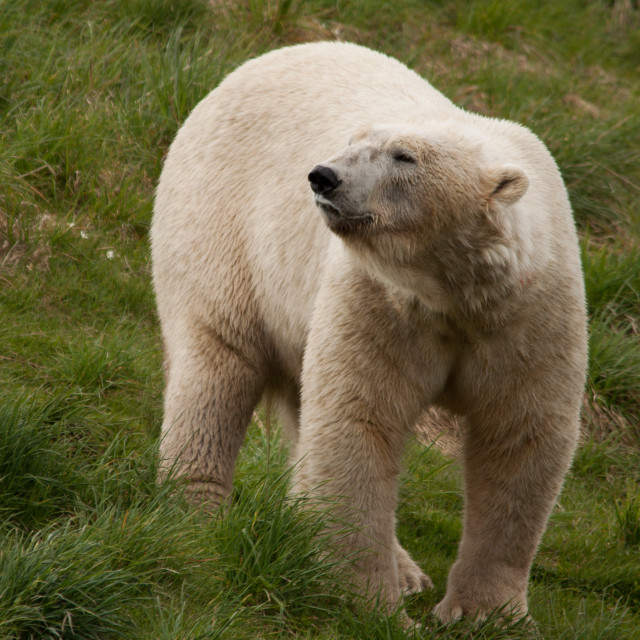 "Polar Bear" stock image