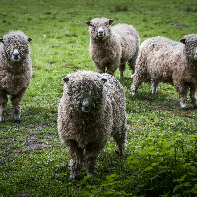 "Cotswold sheep" stock image
