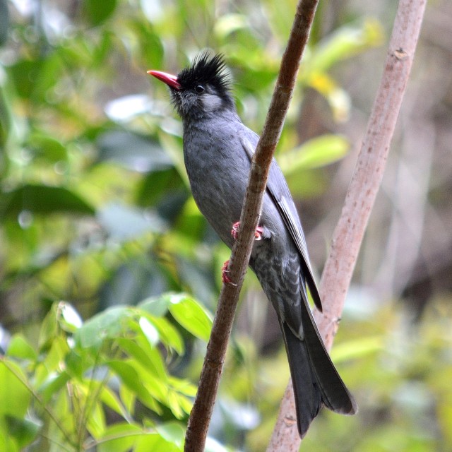 "Black bulbul, Bhutan" stock image