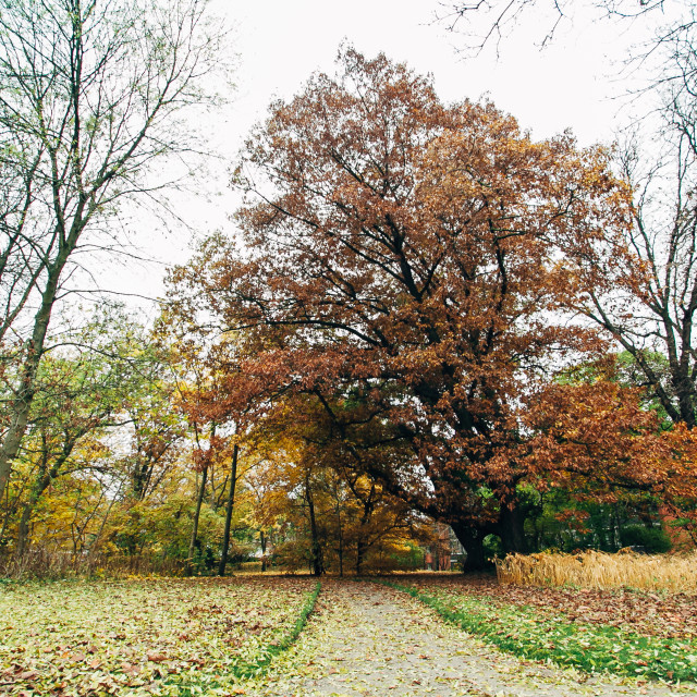 "Park" stock image