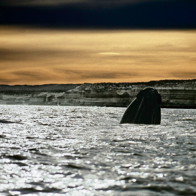 "Right whale in Patagonia" stock image