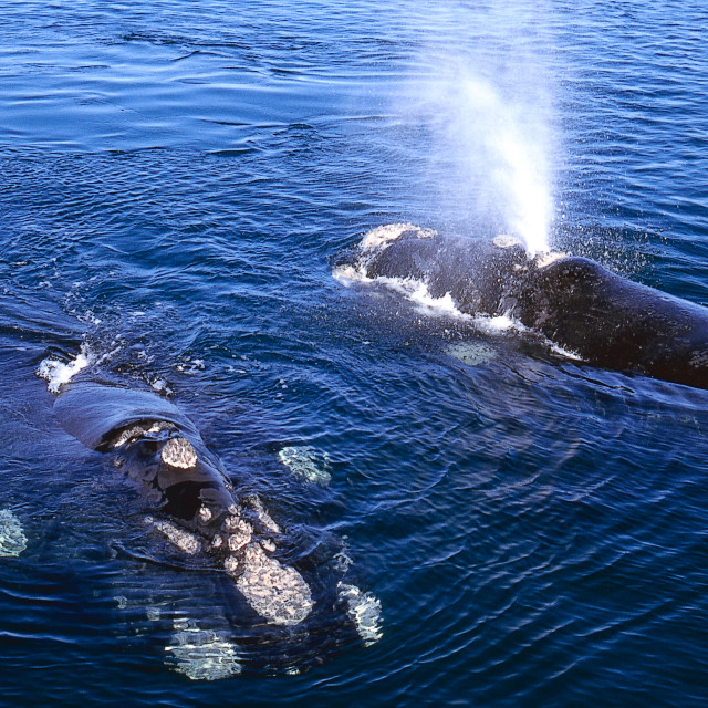 "Right whale in Patagonia" stock image