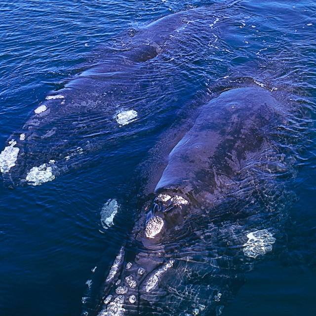 "Right whale in Patagonia" stock image