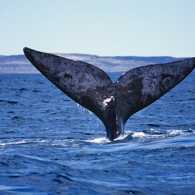 "Right whale in Patagonia" stock image