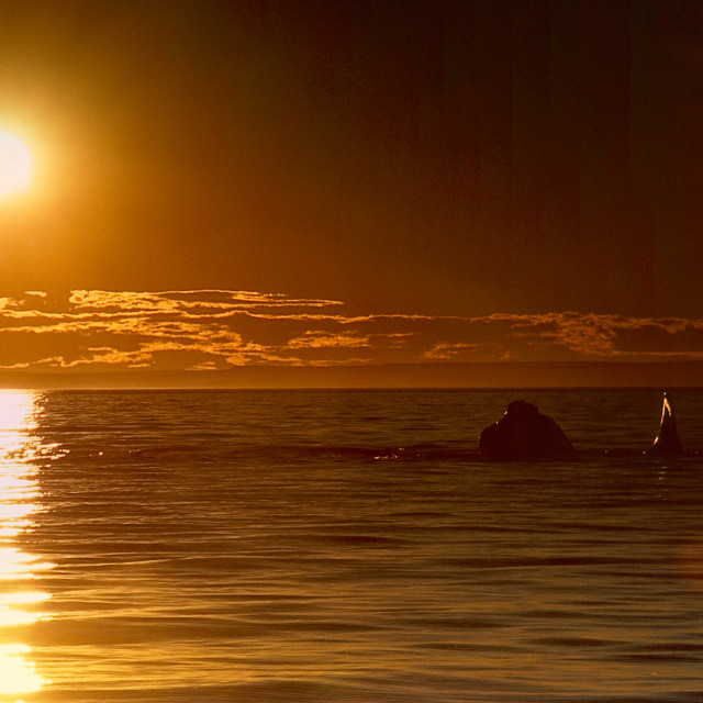 "Right whale. Sunset in Patagonia" stock image