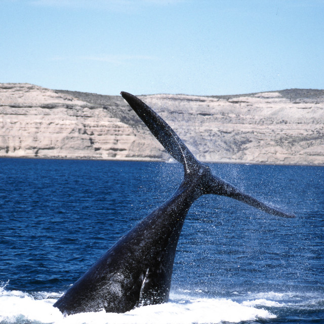 "Right whale in Patagonia" stock image