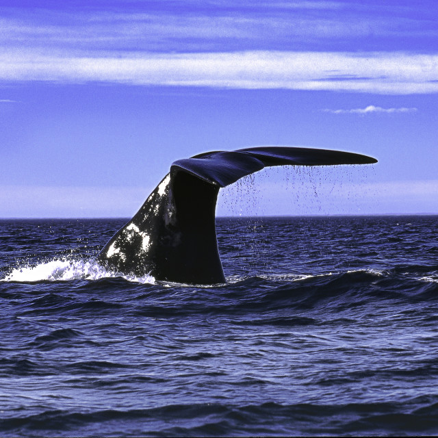 "Right whale in Argentina" stock image