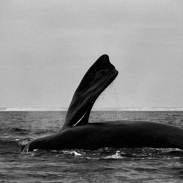 "Right whale" stock image