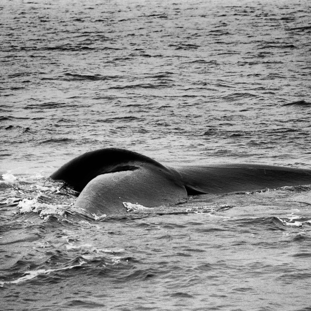 "Right whale" stock image