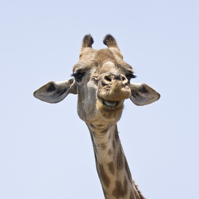 "portrait of a wild giraffe at Kruger park, South Africa" stock image