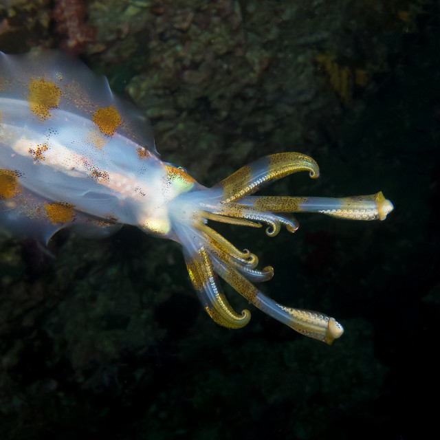 "Hunting Squid at night" stock image