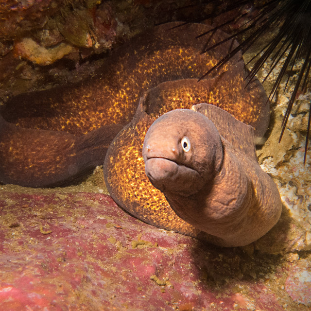 "Moray Eel - Myanmar" stock image