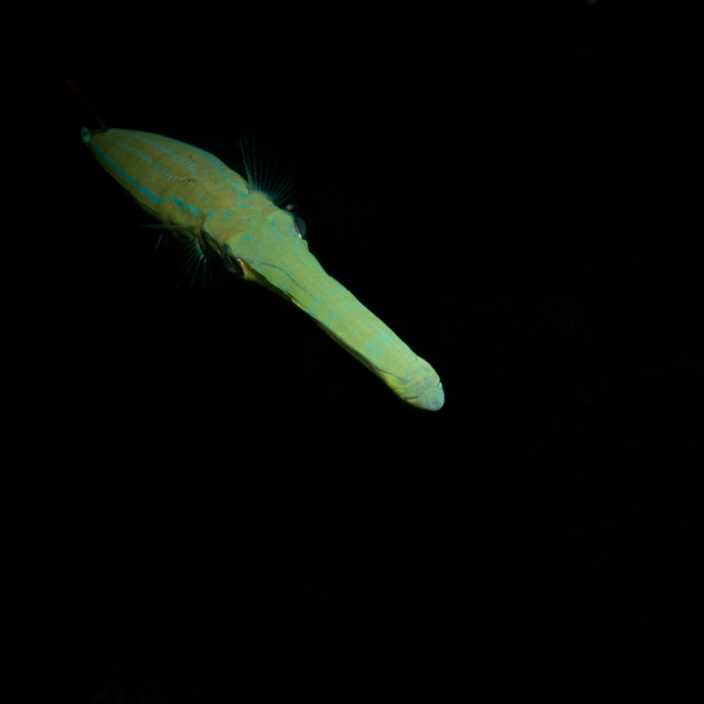 "Cornetfish at night" stock image