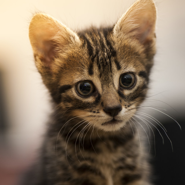 "Kitten looking" stock image