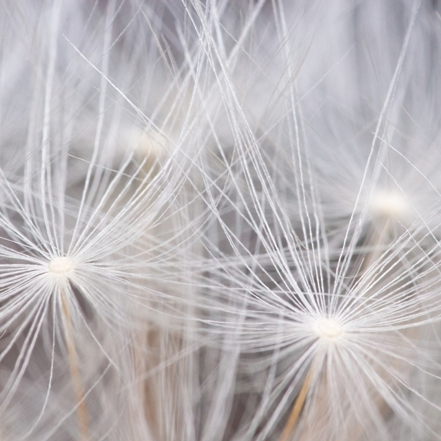 "Dandelion seeds background" stock image
