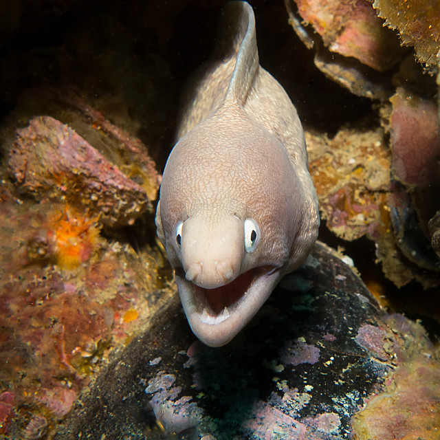 "Moray Eel Myanmar" stock image