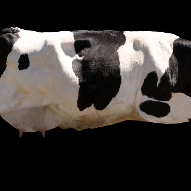 "Flying Cow" stock image