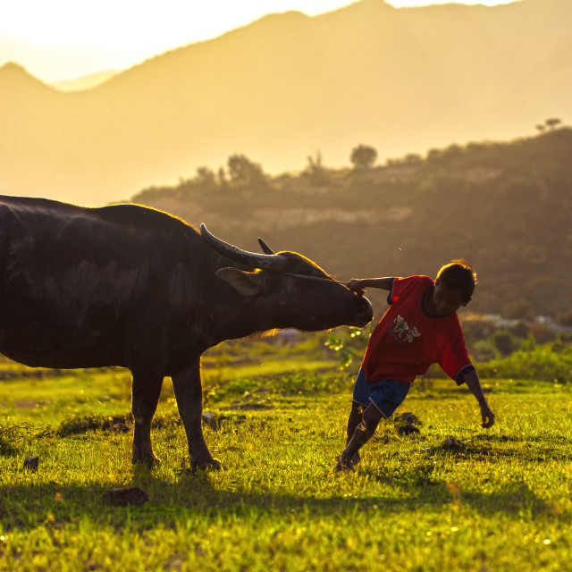 "Playing with buffalo" stock image