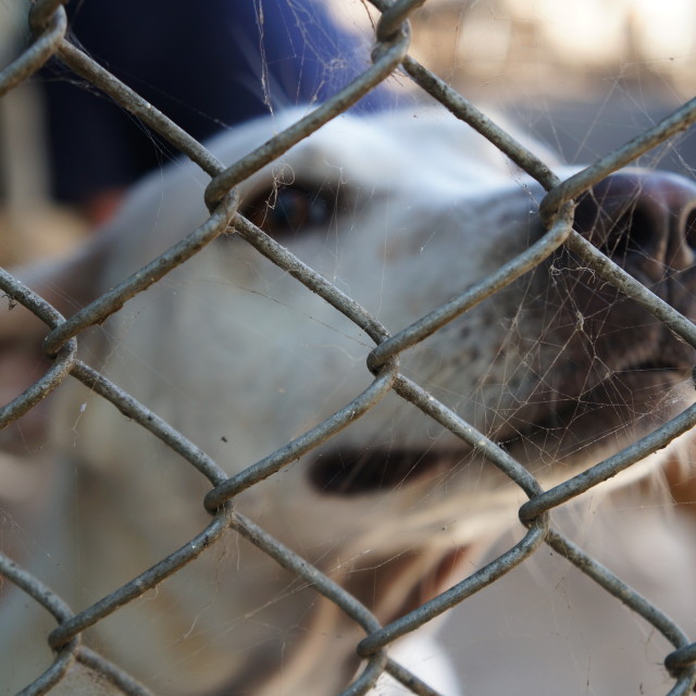 "Dog Shelter" stock image