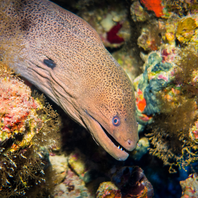 "Moray Eel, Red Sea" stock image