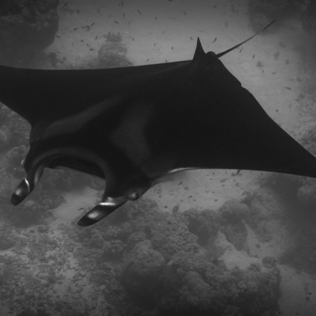 "Manta Ray in the Red Sea" stock image