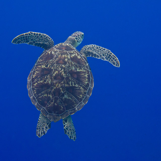 "Turtle Shell" stock image