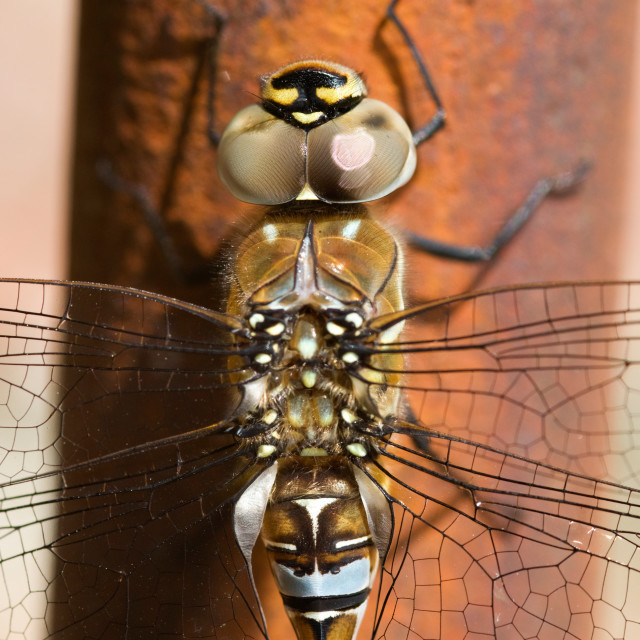 "Migrant Hawker Dragonfly" stock image