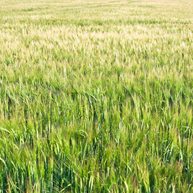 "Barley" stock image