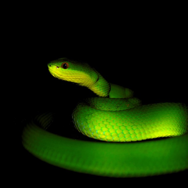 biochemistry snake venom Professor frank markland of the university of southern california discusses his research investigating whether contortrostatin, a protein found in copperhead snake venom, is effective in attacking cancer cells and preventing their spread in breast cancer patients. biochemistry snake venom Professor frank markland of the university of southern california discusses his research investigating whether contortrostatin, a protein found in copperhead snake venom, is effective in attacking cancer cells and preventing their spread in breast cancer patients.