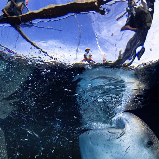 "Two whale sharks feeding on the surface" stock image