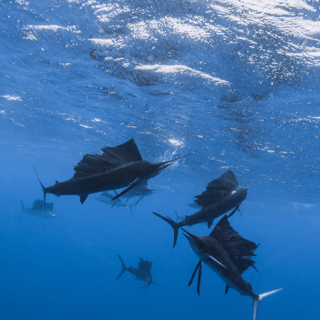 "Sailfish circling the last sardines of a baitball preparing to strike." stock image