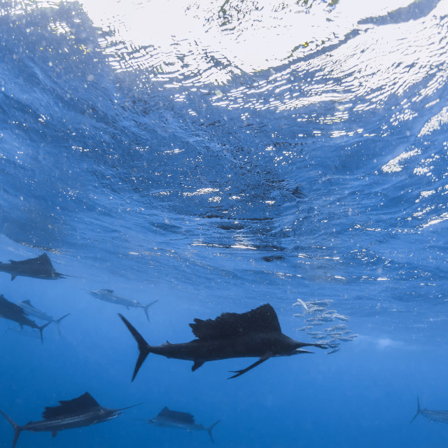 "Sailfish circling the last sardines of a baitball preparing to strike." stock image