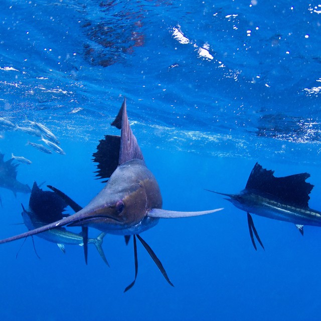 "Sailfish circling the last sardines of a baitball preparing to strike." stock image