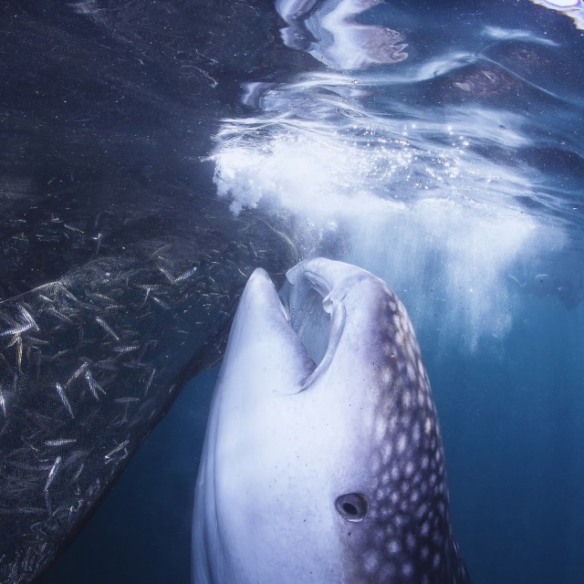 "whale shark feeding on the surface" stock image