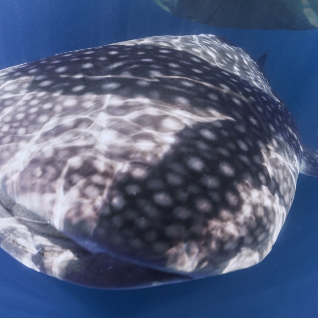 "Whale shark cruising the deep blue of the ocean" stock image