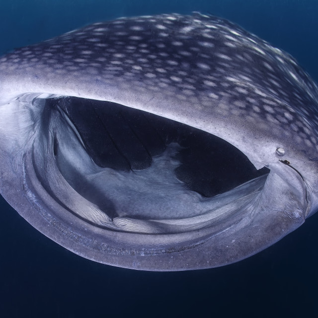 "whale shark feeding on the surface" stock image