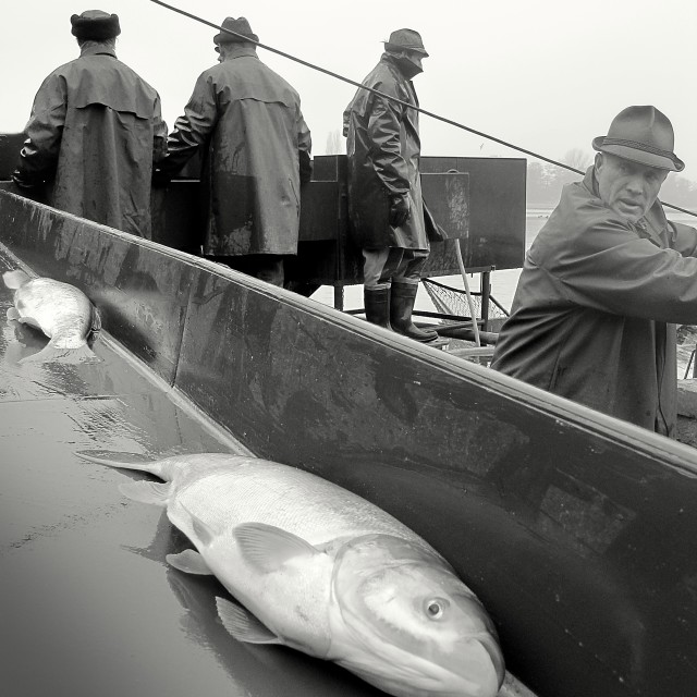 "Fishing Out 12" stock image