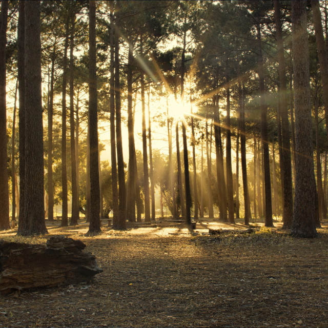 "Forest Sunlight" stock image