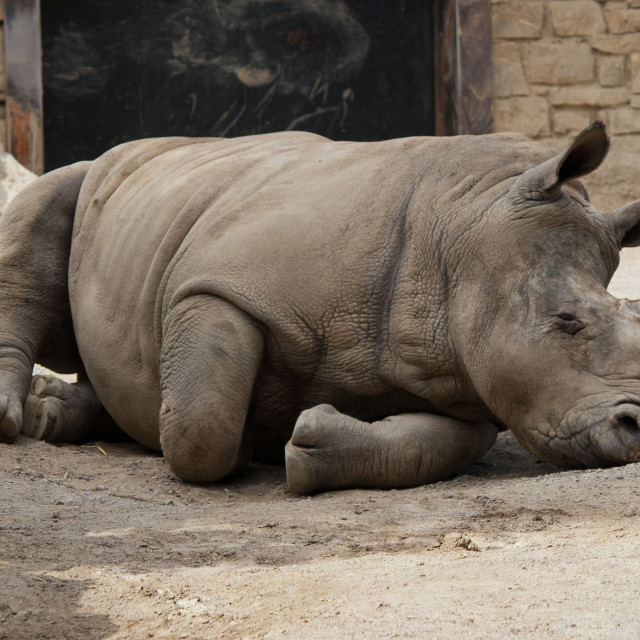 "rinoceronte bianco" stock image