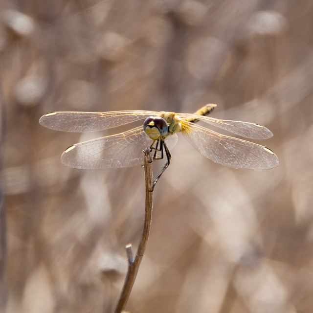 "Dragonfly" stock image