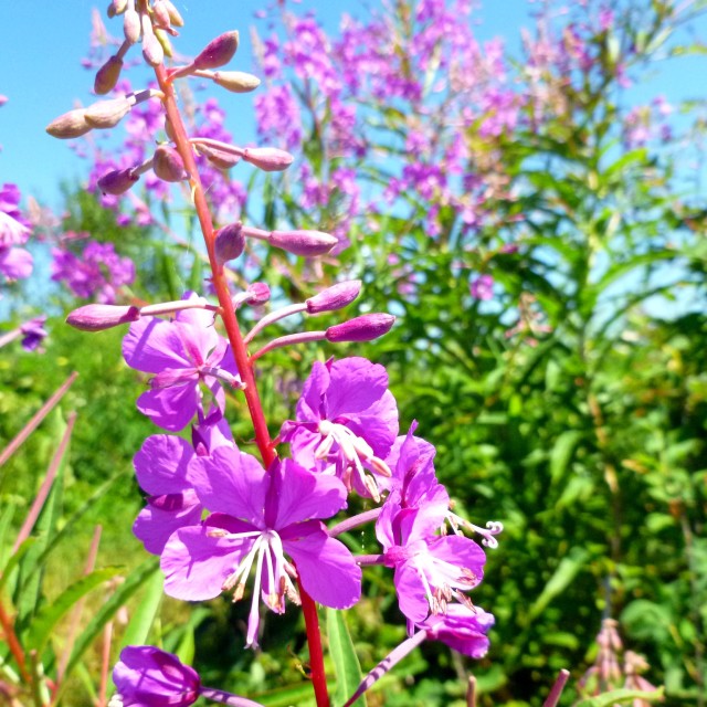 "Purple wildflowers" stock image