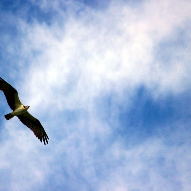 "Osprey" stock image