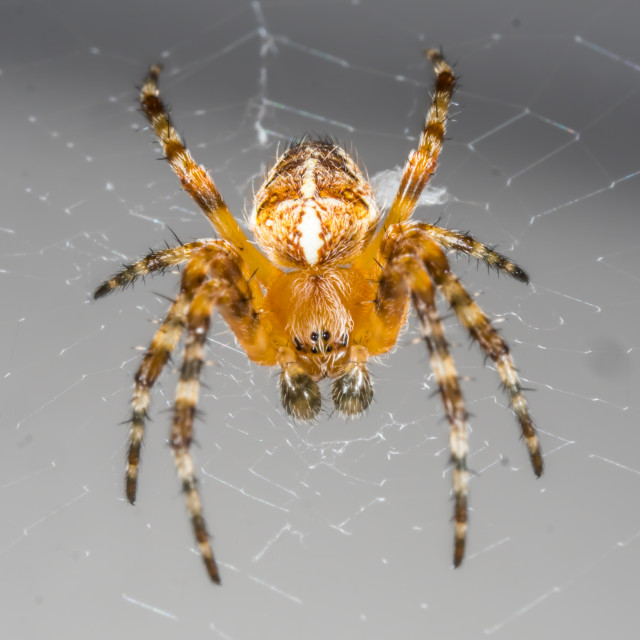 "Spider" stock image