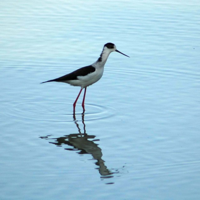 "Indian wading bird" stock image