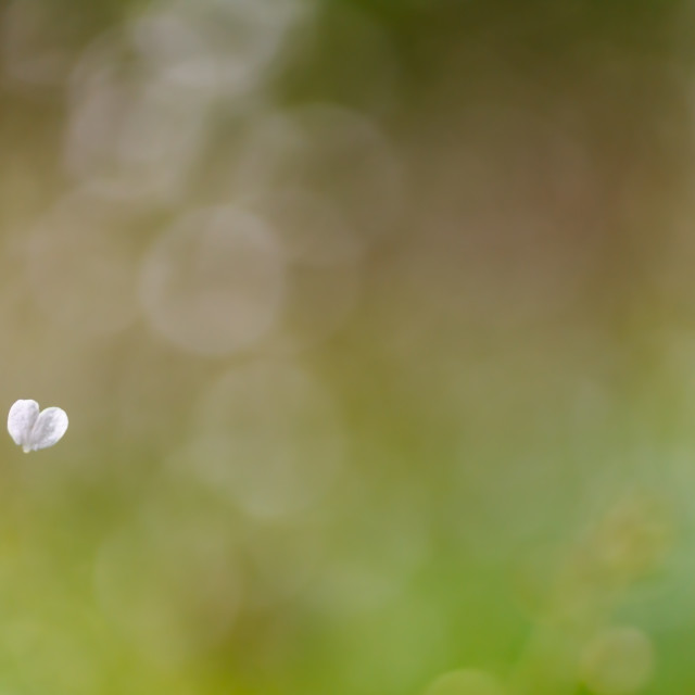 "heart shaped leaf" stock image