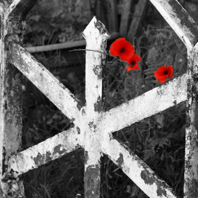 "Stand-out poppies" stock image