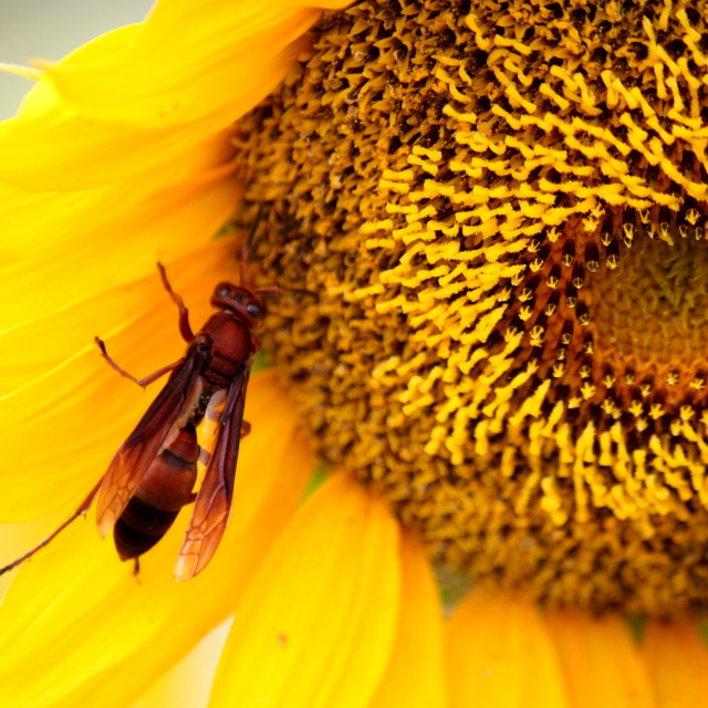 "Sunflower" stock image